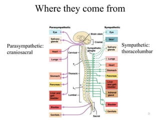 21
Where they come from
Parasympathetic:
craniosacral
Sympathetic:
thoracolumbar
 