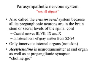 Parasympathetic nervous system
“rest & digest”
• Also called the craniosacral system because
all its preganglionic neurons are in the brain
stem or sacral levels of the spinal cord
– Cranial nerves III,VII, IX and X
– In lateral horn of gray matter from S2-S4
• Only innervate internal organs (not skin)
• Acetylcholine is neurotransmitter at end organ
as well as at preganglionic synapse:
“cholinergic”
 