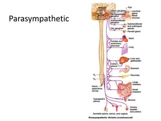 24
Parasympathetic
 