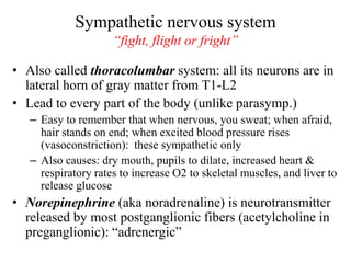 Sympathetic nervous system
“fight, flight or fright”
• Also called thoracolumbar system: all its neurons are in
lateral horn of gray matter from T1-L2
• Lead to every part of the body (unlike parasymp.)
– Easy to remember that when nervous, you sweat; when afraid,
hair stands on end; when excited blood pressure rises
(vasoconstriction): these sympathetic only
– Also causes: dry mouth, pupils to dilate, increased heart &
respiratory rates to increase O2 to skeletal muscles, and liver to
release glucose
• Norepinephrine (aka noradrenaline) is neurotransmitter
released by most postganglionic fibers (acetylcholine in
preganglionic): “adrenergic”
 