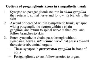 Options of preganglionic axons in sympathetic trunk
1. Synapse on postganglionic neuron in chain ganglion
then return to spinal nerve and follow its branch to the
skin
2. Ascend or descend within sympathetic trunk, synapse
with a posganglionic neuron within a chain
ganglion, and return to spinal nerve at that level and
follow branches to skin
3. Enter sympathetic chain, pass through without
synapsing, form a splanchnic nerve that passes toward
thoracic or abdominal organs
– These synapse in prevertebral ganglion in front of
aorta
– Postganglionic axons follow arteries to organs
 