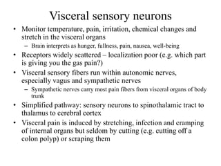 Visceral sensory neurons
• Monitor temperature, pain, irritation, chemical changes and
stretch in the visceral organs
– Brain interprets as hunger, fullness, pain, nausea, well-being
• Receptors widely scattered – localization poor (e.g. which part
is giving you the gas pain?)
• Visceral sensory fibers run within autonomic nerves,
especially vagus and sympathetic nerves
– Sympathetic nerves carry most pain fibers from visceral organs of body
trunk
• Simplified pathway: sensory neurons to spinothalamic tract to
thalamus to cerebral cortex
• Visceral pain is induced by stretching, infection and cramping
of internal organs but seldom by cutting (e.g. cutting off a
colon polyp) or scraping them
 