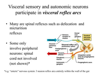 Visceral sensory and autonomic neurons
participate in visceral reflex arcs
• Many are spinal reflexes such as defecation and
micturition
reflexes
• Some only
involve peripheral
neurons: spinal
cord not involved
(not shown)*
*e.g. “enteric” nervous system: 3 neuron reflex arcs entirely within the wall of the gut
 