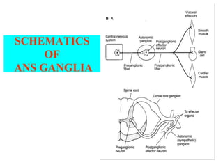 SCHEMATICS
OF
ANS GANGLIA
 