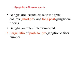• Ganglia are located close to the spinal
column (short pre- and long post-ganglionic
fibers)
• Ganglia are often interconnected
• Large ratio of post- to pre-ganglionic fiber
number
Sympathetic Nervous system
 