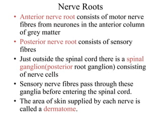 Nerve Roots
• Anterior nerve root consists of motor nerve
fibres from neurones in the anterior column
of grey matter
• Posterior nerve root consists of sensory
fibres
• Just outside the spinal cord there is a spinal
ganglion(posterior root ganglion) consisting
of nerve cells
• Sensory nerve fibres pass through these
ganglia before entering the spinal cord.
• The area of skin supplied by each nerve is
called a dermatome.
 