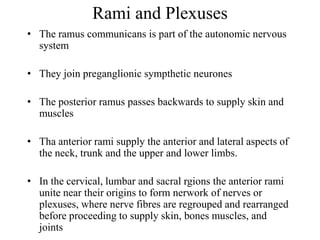 Rami and Plexuses
• The ramus communicans is part of the autonomic nervous
system
• They join preganglionic sympthetic neurones
• The posterior ramus passes backwards to supply skin and
muscles
• Tha anterior rami supply the anterior and lateral aspects of
the neck, trunk and the upper and lower limbs.
• In the cervical, lumbar and sacral rgions the anterior rami
unite near their origins to form nerwork of nerves or
plexuses, where nerve fibres are regrouped and rearranged
before proceeding to supply skin, bones muscles, and
joints
 