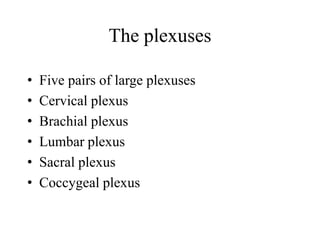 The plexuses
• Five pairs of large plexuses
• Cervical plexus
• Brachial plexus
• Lumbar plexus
• Sacral plexus
• Coccygeal plexus
 