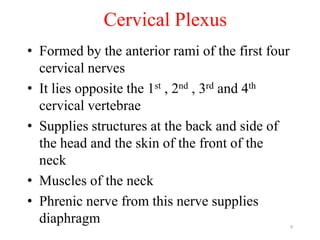 9
Cervical Plexus
• Formed by the anterior rami of the first four
cervical nerves
• It lies opposite the 1st , 2nd , 3rd and 4th
cervical vertebrae
• Supplies structures at the back and side of
the head and the skin of the front of the
neck
• Muscles of the neck
• Phrenic nerve from this nerve supplies
diaphragm
 