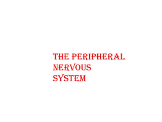 THE PERIPHERAL
NERVOUS
SYSTEM
 