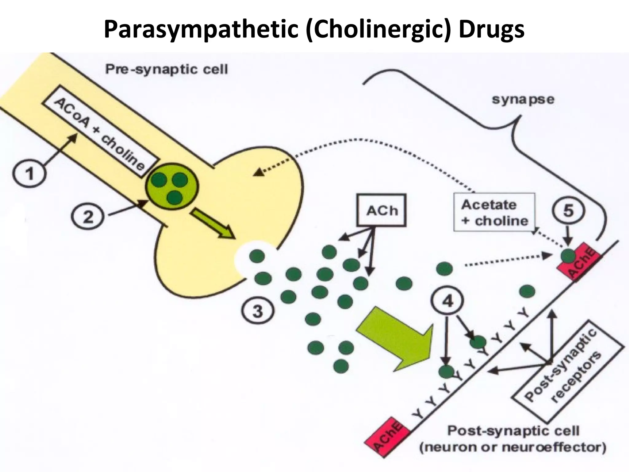 Parasympathetic (Cholinergic) Drugs
 