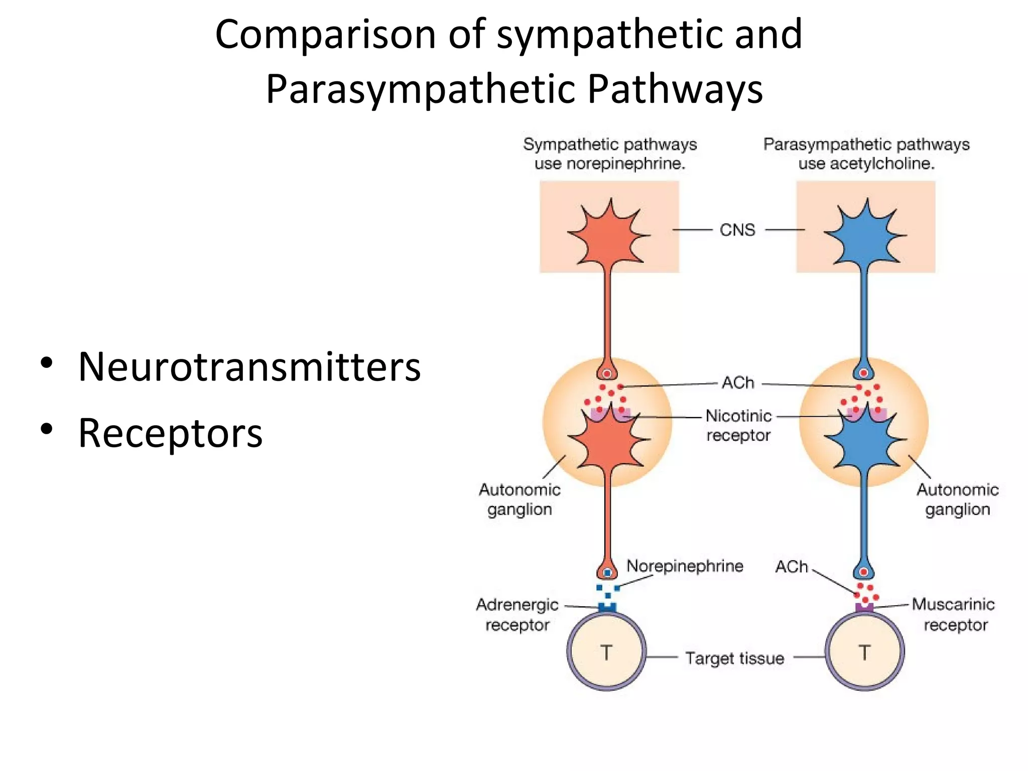 Comparison of sympathetic and
Parasympathetic Pathways
• Neurotransmitters
• Receptors
 