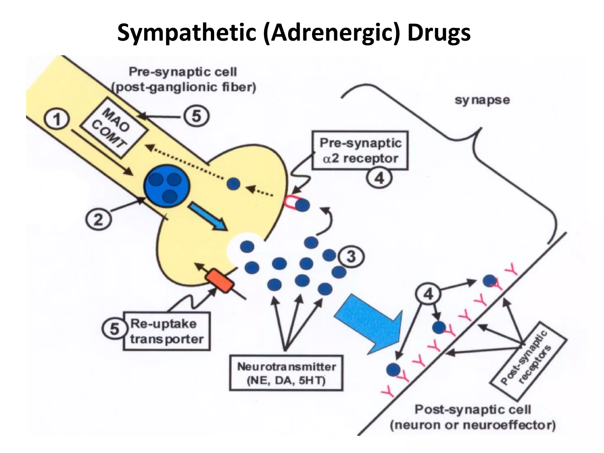 Sympathetic (Adrenergic) Drugs
 