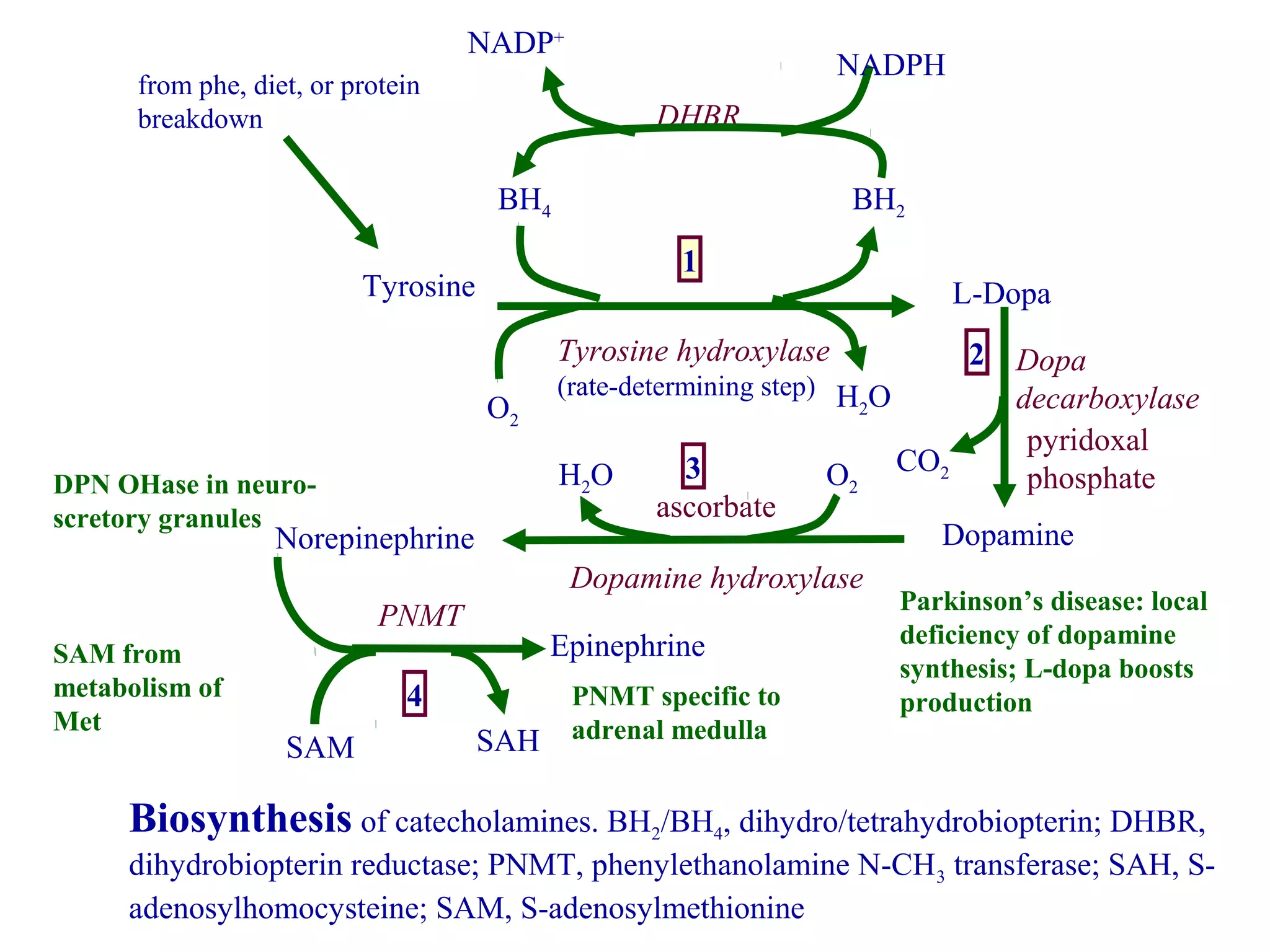 DHBR
NADP+
NADPH
from phe, diet, or protein
breakdown
Tyrosine L-Dopa
H2OO2
Tyrosine hydroxylase
(rate-determining step)
BH2BH4
1
Dopa
decarboxylase
CO2
Dopamine
pyridoxal
phosphate
2
Dopamine hydroxylase
ascorbate
H2O
Norepinephrine
O2
3
PNMT
SAM SAH
Epinephrine
4
Biosynthesis of catecholamines. BH2/BH4, dihydro/tetrahydrobiopterin; DHBR,
dihydrobiopterin reductase; PNMT, phenylethanolamine N-CH3 transferase; SAH, S-
adenosylhomocysteine; SAM, S-adenosylmethionine
Parkinson’s disease: local
deficiency of dopamine
synthesis; L-dopa boosts
productionPNMT specific to
adrenal medulla
SAM from
metabolism of
Met
DPN OHase in neuro-
scretory granules
 