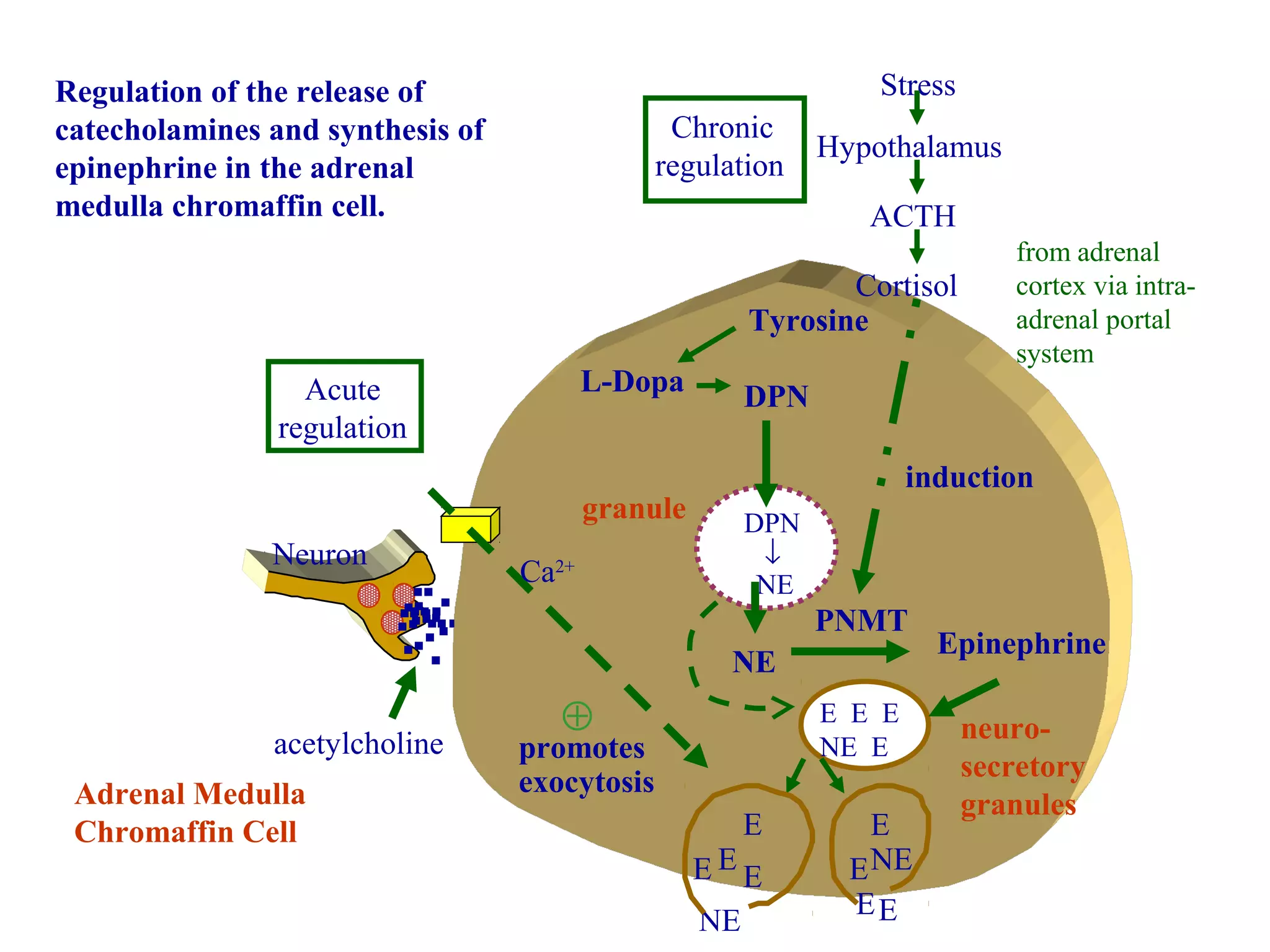 ........
acetylcholine
Adrenal Medulla
Chromaffin Cell
Neuron
Acute
regulation
Tyrosine
L-Dopa DPN
DPN
↓
NE
granule
induction
Chronic
regulation
Stress
Hypothalamus
ACTH
Cortisol
from adrenal
cortex via intra-
adrenal portal
system
Epinephrine
PNMT
NE
neuro-
secretory
granules
E E E
NE E
Regulation of the release of
catecholamines and synthesis of
epinephrine in the adrenal
medulla chromaffin cell.
promotes
exocytosis
⊕
................
E
EE
ENE
E
E E
NE
E
Ca2+
 