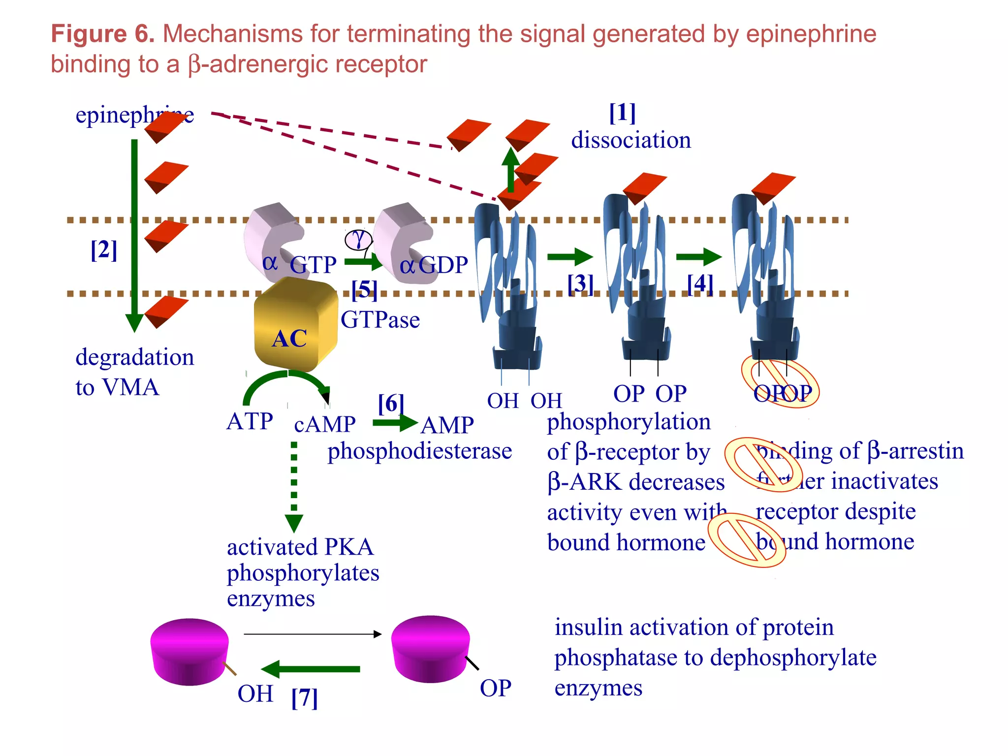 OH OP
[2]
degradation
to VMA
insulin activation of protein
phosphatase to dephosphorylate
enzymes[7]
α
[5]
γ
β
GTPase
αGDP
epinephrine
phosphorylation
of β-receptor by
β-ARK decreases
activity even with
bound hormone
OH OH
[3]
OP OP
[4]
OPOP
binding of β-arrestin
further inactivates
receptor despite
bound hormone
AC
cAMPATP
activated PKA
phosphorylates
enzymes
[6]
AMP
phosphodiesterase
GTP
[1]
dissociation
Figure 6. Mechanisms for terminating the signal generated by epinephrine
binding to a β-adrenergic receptor
 