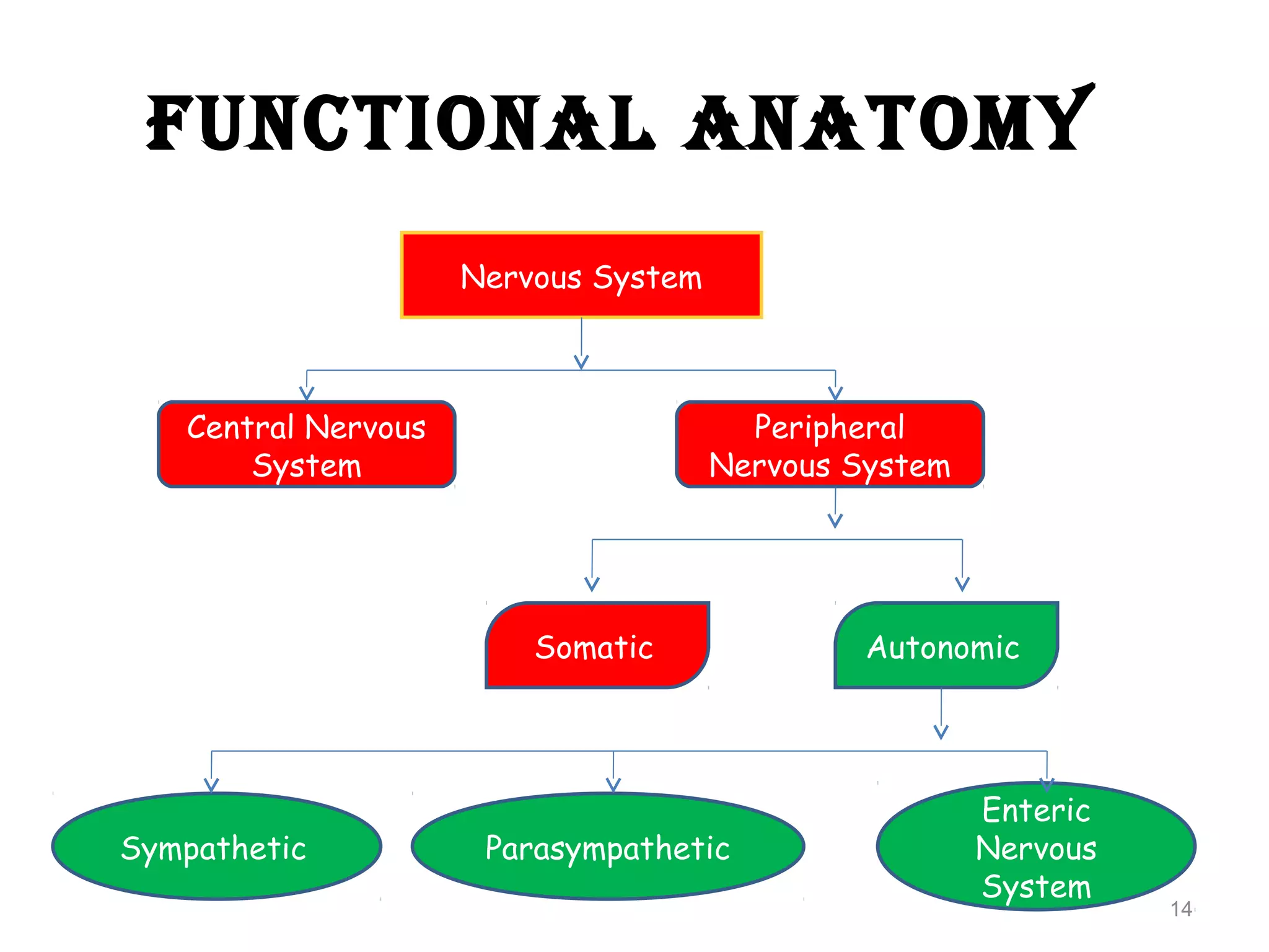 FUNCTIONAL ANATOMY
Nervous System
Central Nervous
System
Peripheral
Nervous System
Somatic Autonomic
Sympathetic Parasympathetic
Enteric
Nervous
System
14
 