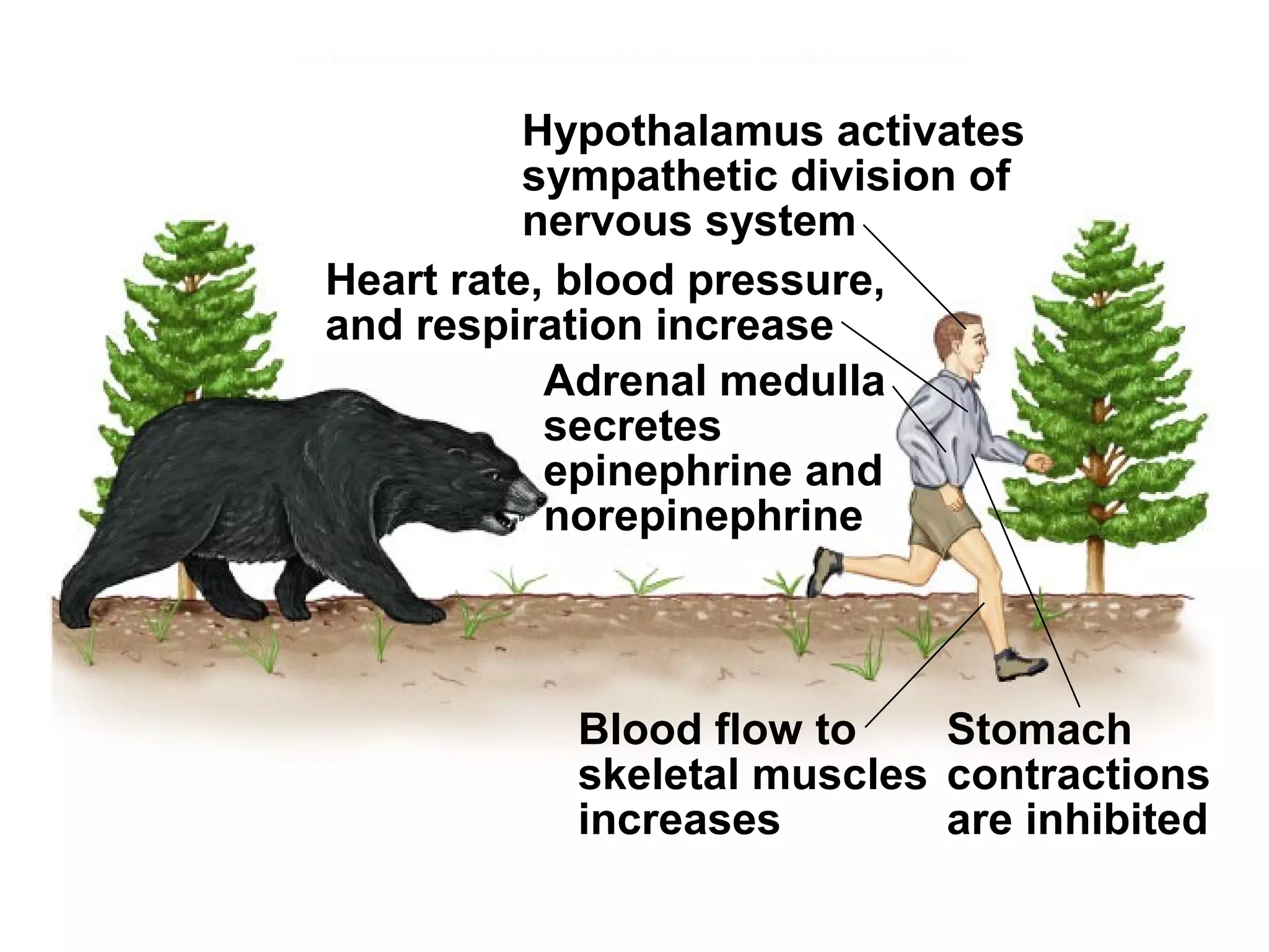 Fig. 45.34(TE Art)Hypothalamus activates
sympathetic division of
nervous system
Heart rate, blood pressure,
and respiration increase
Blood flow to
skeletal muscles
increases
Stomach
contractions
are inhibited
Adrenal medulla
secretes
epinephrine and
norepinephrine
 