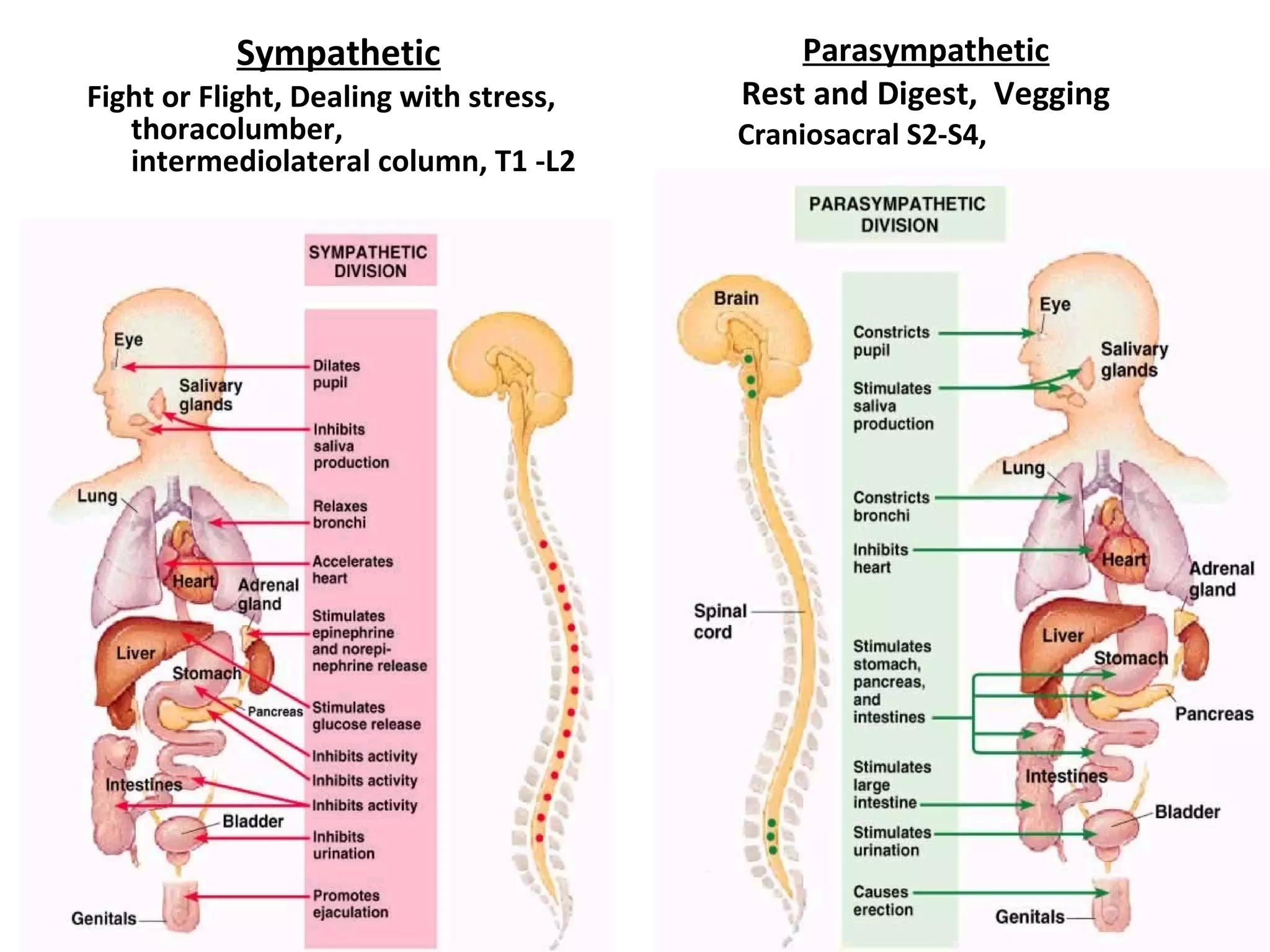 Sympathetic
Fight or Flight, Dealing with stress,
thoracolumber,
intermediolateral column, T1 -L2
Parasympathetic
Rest and Digest, Vegging
Craniosacral S2-S4,
 