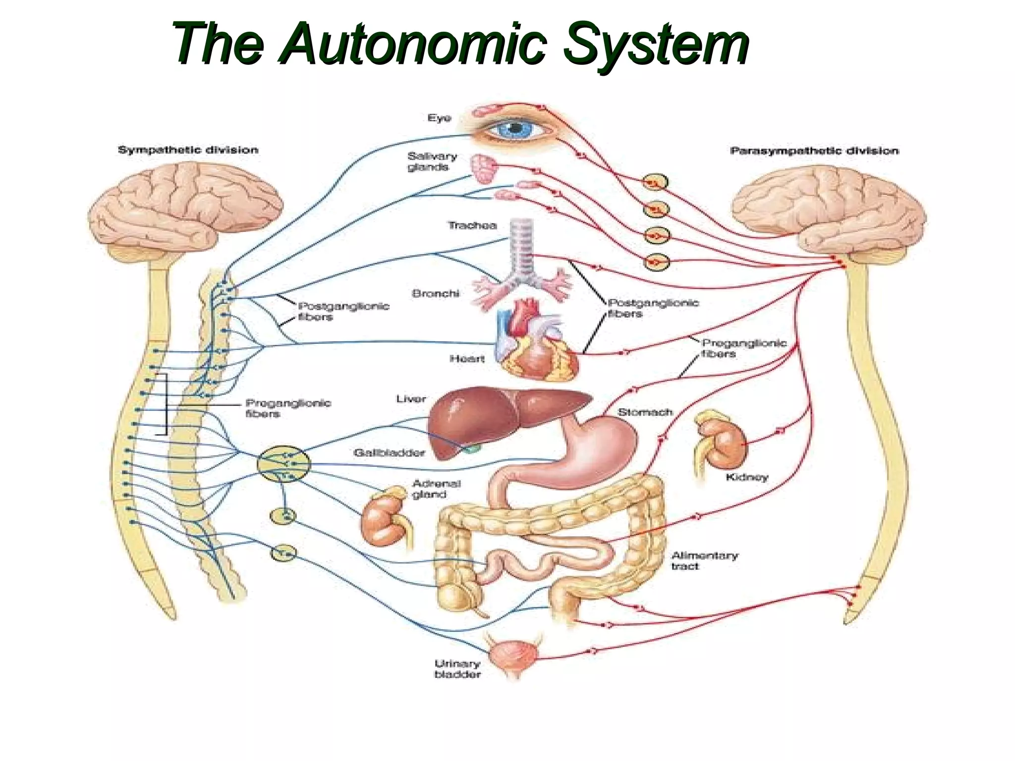 The Autonomic SystemThe Autonomic System
 