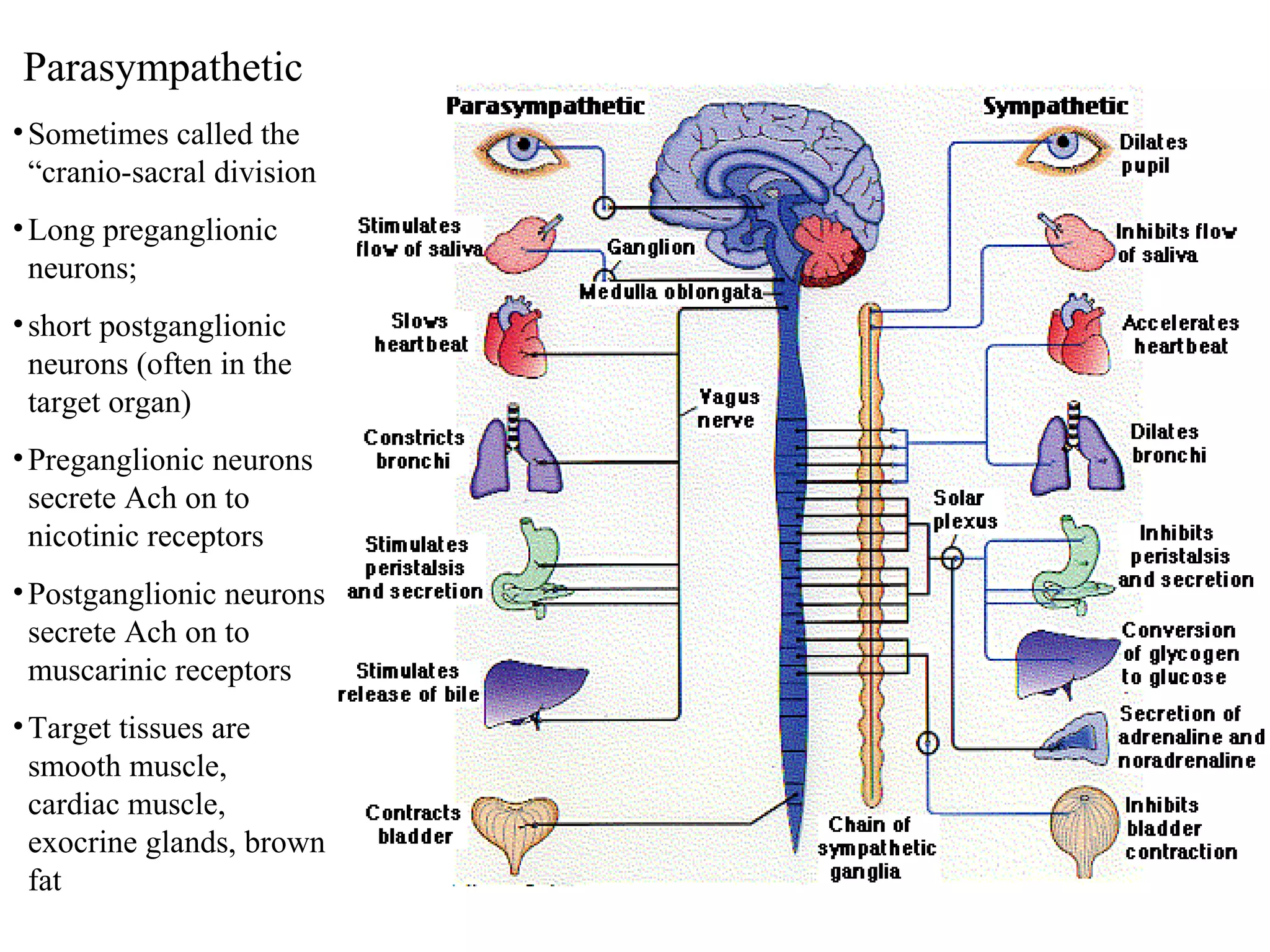 Parasympathetic
•Sometimes called the
“cranio-sacral division
•Long preganglionic
neurons;
•short postganglionic
neurons (often in the
target organ)
•Preganglionic neurons
secrete Ach on to
nicotinic receptors
•Postganglionic neurons
secrete Ach on to
muscarinic receptors
•Target tissues are
smooth muscle,
cardiac muscle,
exocrine glands, brown
fat
 