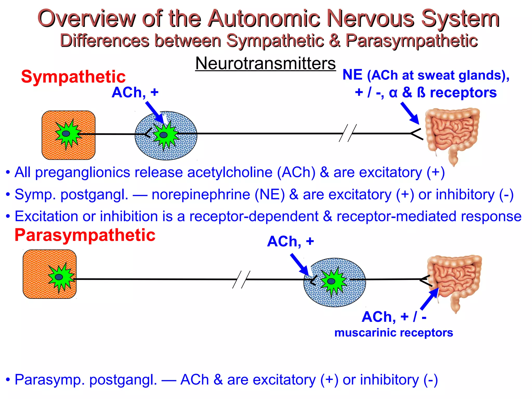 Parasympathetic
Overview of the Autonomic Nervous SystemOverview of the Autonomic Nervous System
Differences between Sympathetic & ParasympatheticDifferences between Sympathetic & Parasympathetic
Neurotransmitters
ACh, +
NE (ACh at sweat glands),
+ / -, α & ß receptors
ACh, + / -
muscarinic receptors
• All preganglionics release acetylcholine (ACh) & are excitatory (+)
• Symp. postgangl. — norepinephrine (NE) & are excitatory (+) or inhibitory (-)
• Parasymp. postgangl. — ACh & are excitatory (+) or inhibitory (-)
Sympathetic
• Excitation or inhibition is a receptor-dependent & receptor-mediated response
ACh, +
 