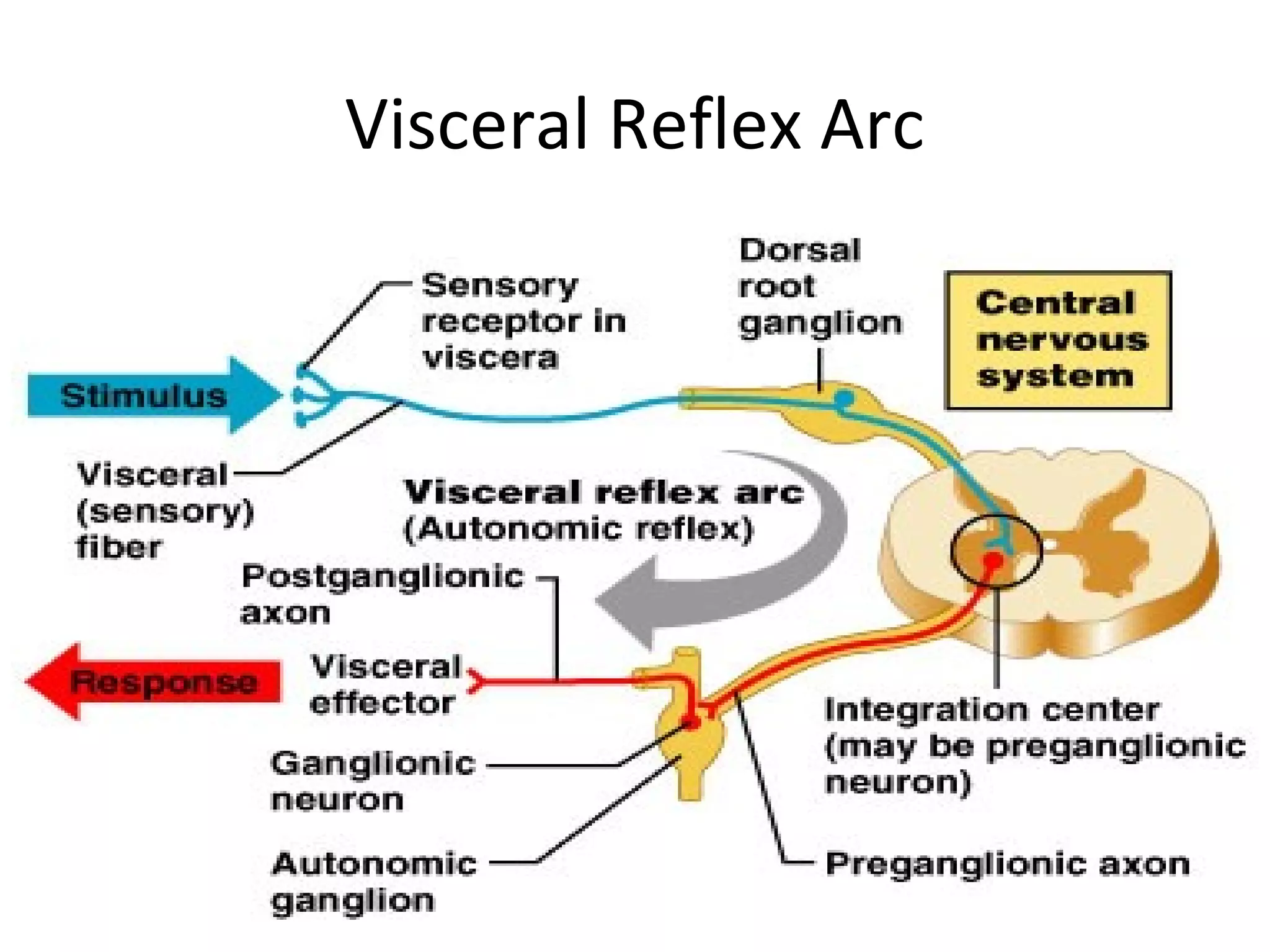 Visceral Reflex Arc
 