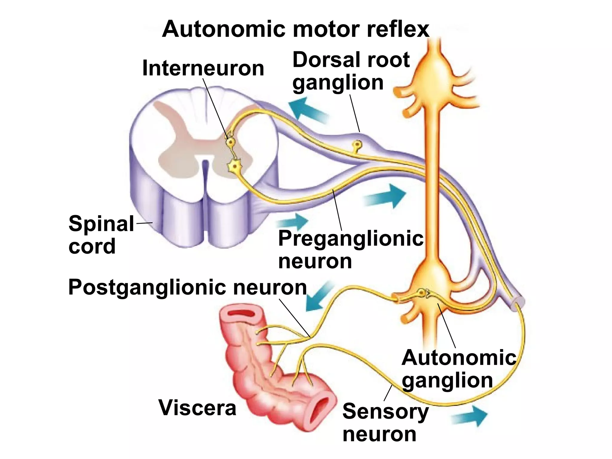Fig. 45.32(TE Art)
Viscera
Autonomic
ganglion
Postganglionic neuron
Autonomic motor reflex
Interneuron Dorsal root
ganglion
Preganglionic
neuron
Sensory
neuron
Spinal
cord
 