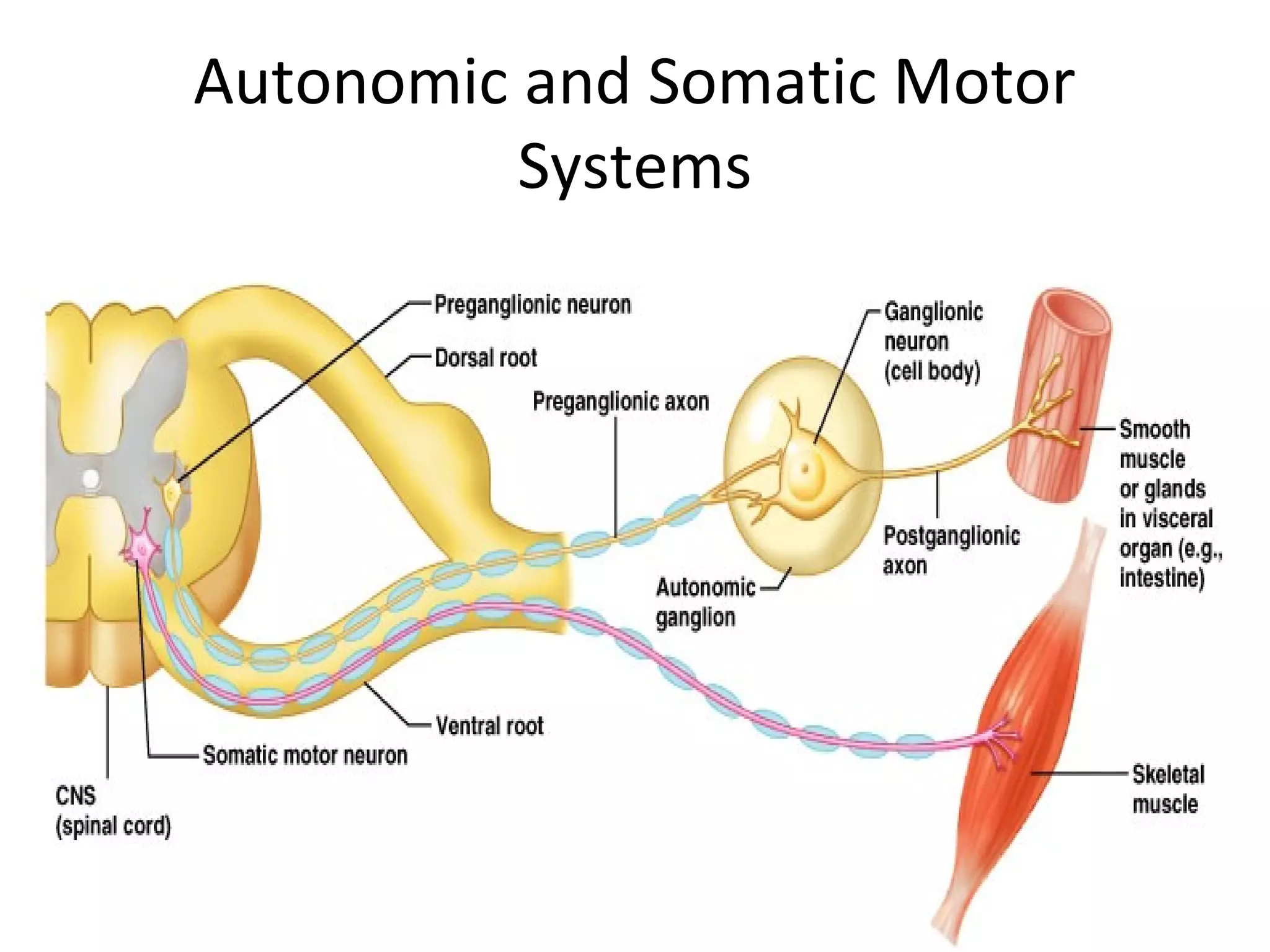 Autonomic and Somatic Motor
Systems
 