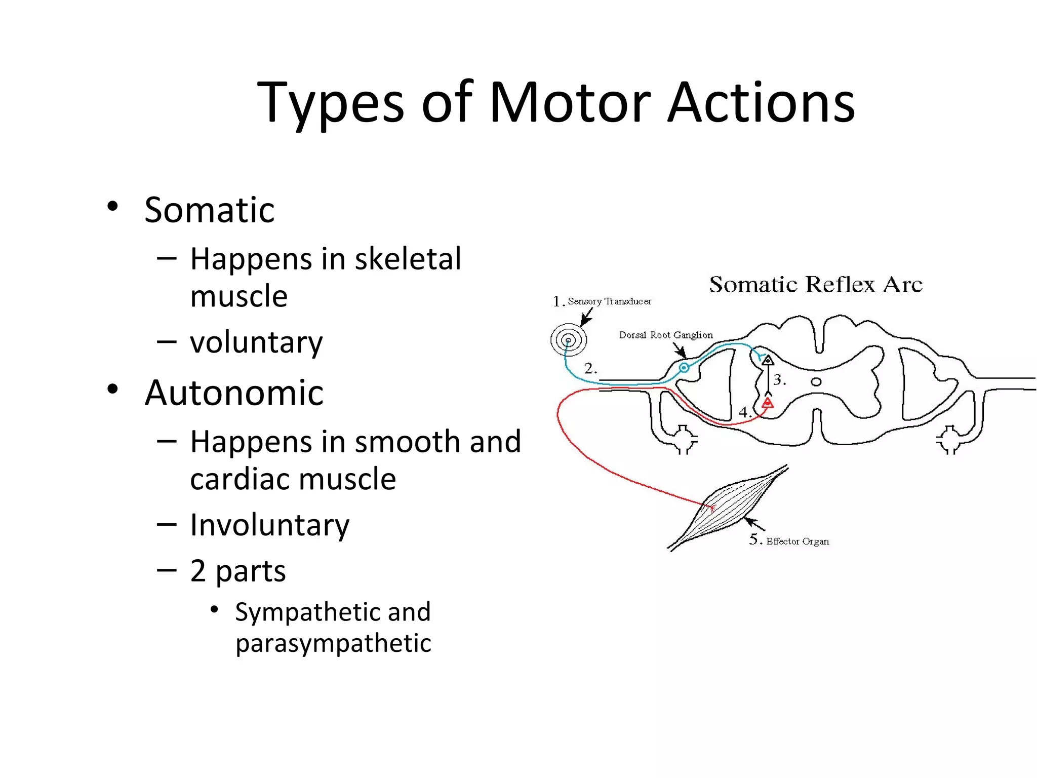 Types of Motor Actions
• Somatic
– Happens in skeletal
muscle
– voluntary
• Autonomic
– Happens in smooth and
cardiac muscle
– Involuntary
– 2 parts
• Sympathetic and
parasympathetic
 