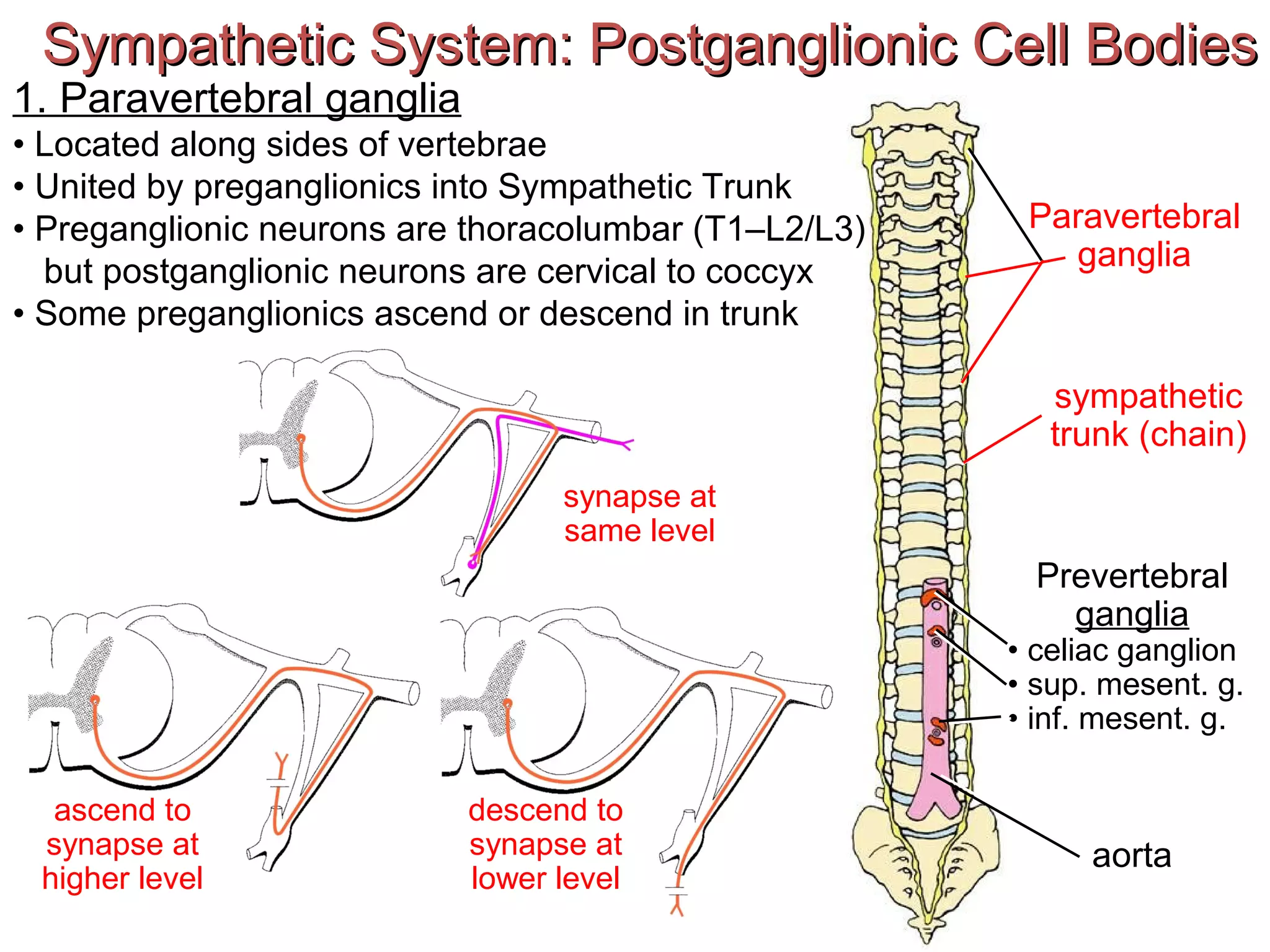 Sympathetic System: Postganglionic Cell BodiesSympathetic System: Postganglionic Cell Bodies
Paravertebral
ganglia
Prevertebral
ganglia
• celiac ganglion
• sup. mesent. g.
• inf. mesent. g.
aorta
sympathetic
trunk (chain)
1. Paravertebral ganglia
• Located along sides of vertebrae
• United by preganglionics into Sympathetic Trunk
• Preganglionic neurons are thoracolumbar (T1–L2/L3)
but postganglionic neurons are cervical to coccyx
• Some preganglionics ascend or descend in trunk
synapse at
same level
ascend to
synapse at
higher level
descend to
synapse at
lower level
 