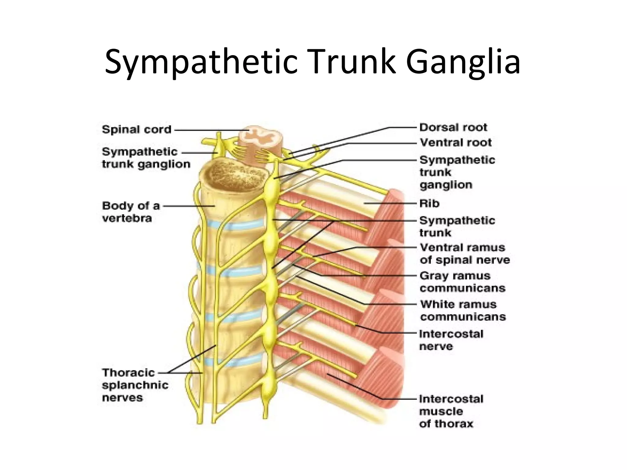 Sympathetic Trunk Ganglia
 