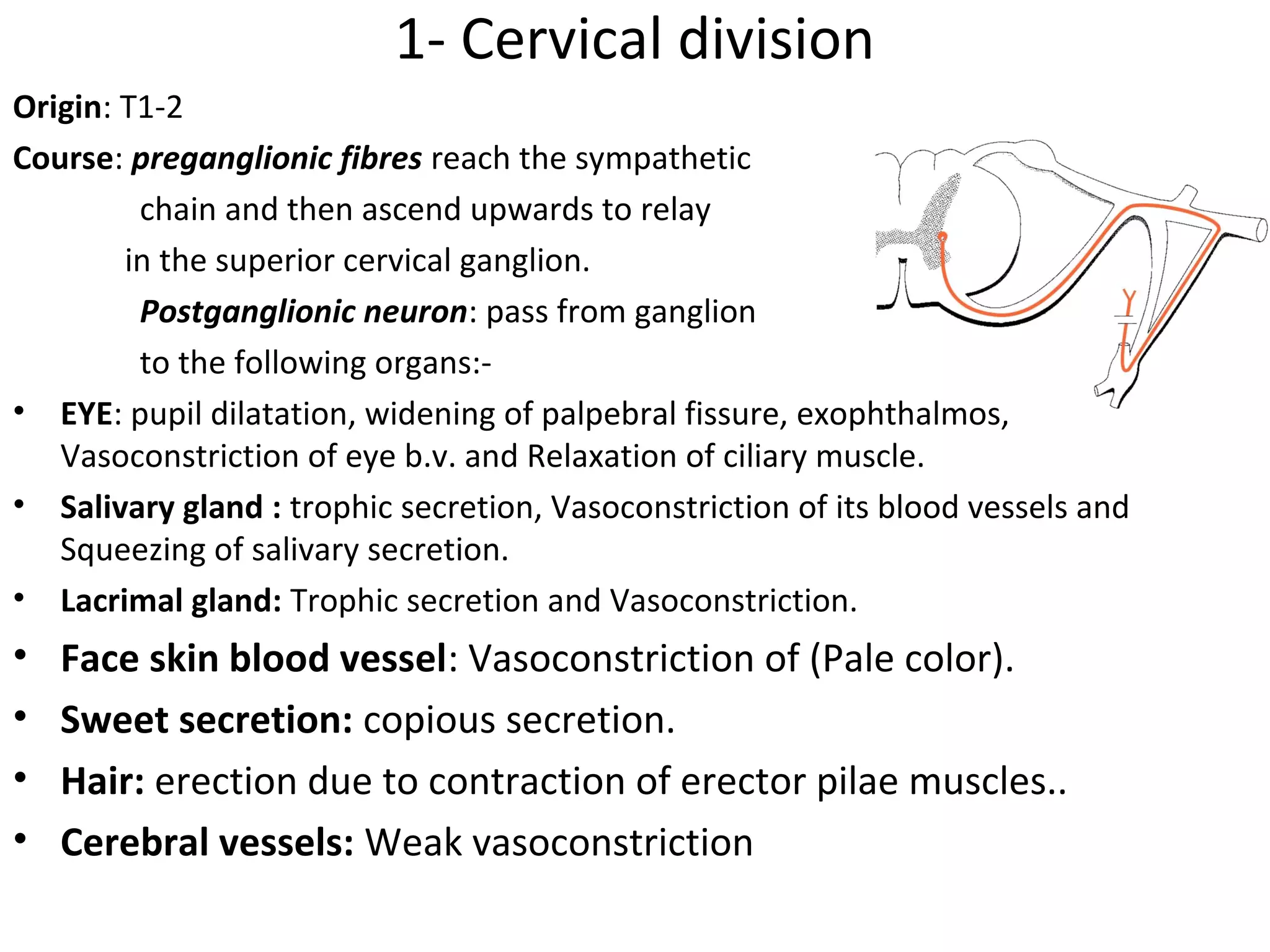 1- Cervical division
Origin: T1-2
Course: preganglionic fibres reach the sympathetic
chain and then ascend upwards to relay
in the superior cervical ganglion.
Postganglionic neuron: pass from ganglion
to the following organs:-
• EYE: pupil dilatation, widening of palpebral fissure, exophthalmos,
Vasoconstriction of eye b.v. and Relaxation of ciliary muscle.
• Salivary gland : trophic secretion, Vasoconstriction of its blood vessels and
Squeezing of salivary secretion.
• Lacrimal gland: Trophic secretion and Vasoconstriction.
• Face skin blood vessel: Vasoconstriction of (Pale color).
• Sweet secretion: copious secretion.
• Hair: erection due to contraction of erector pilae muscles..
• Cerebral vessels: Weak vasoconstriction
 