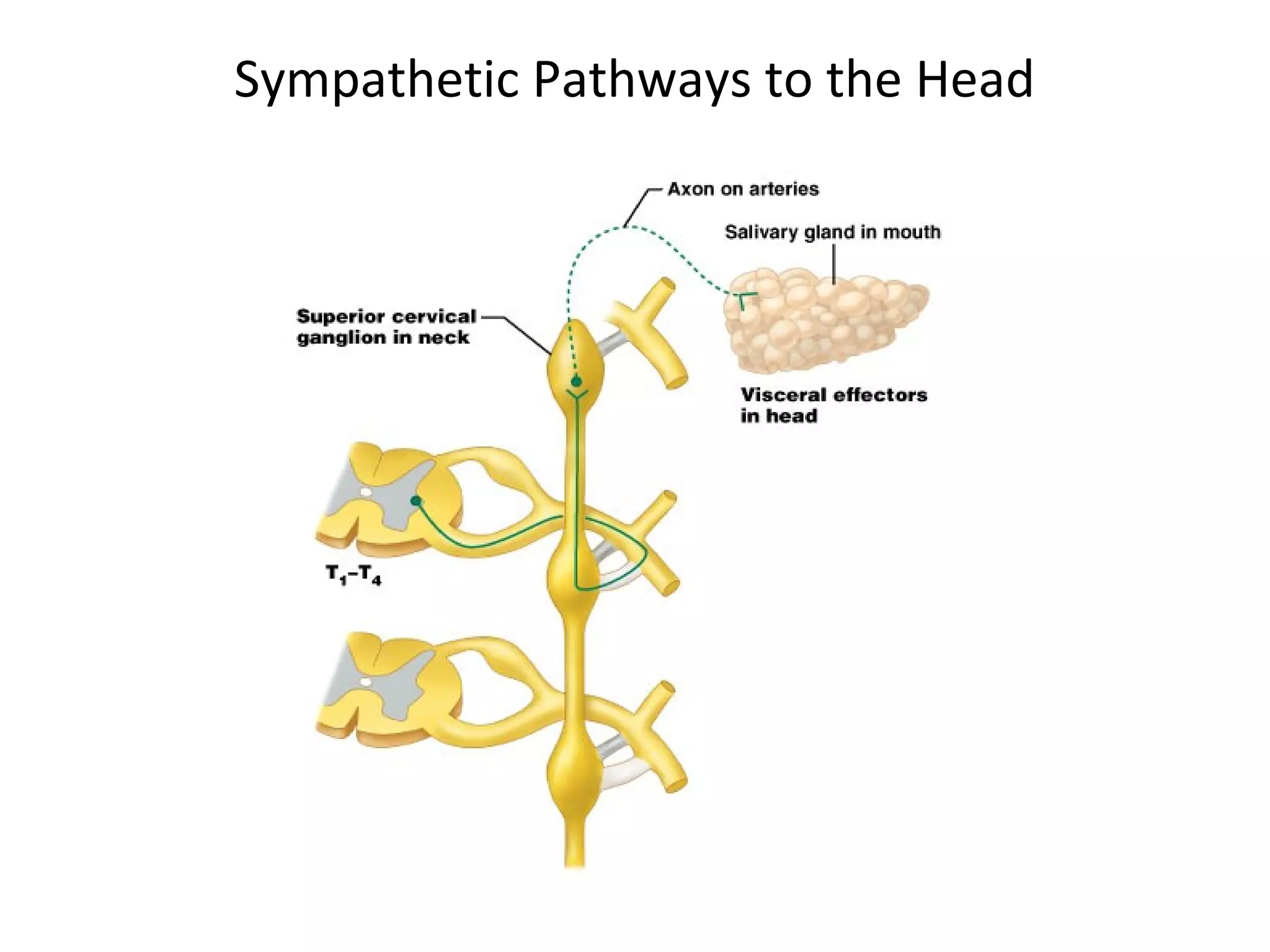Sympathetic Pathways to the Head
 