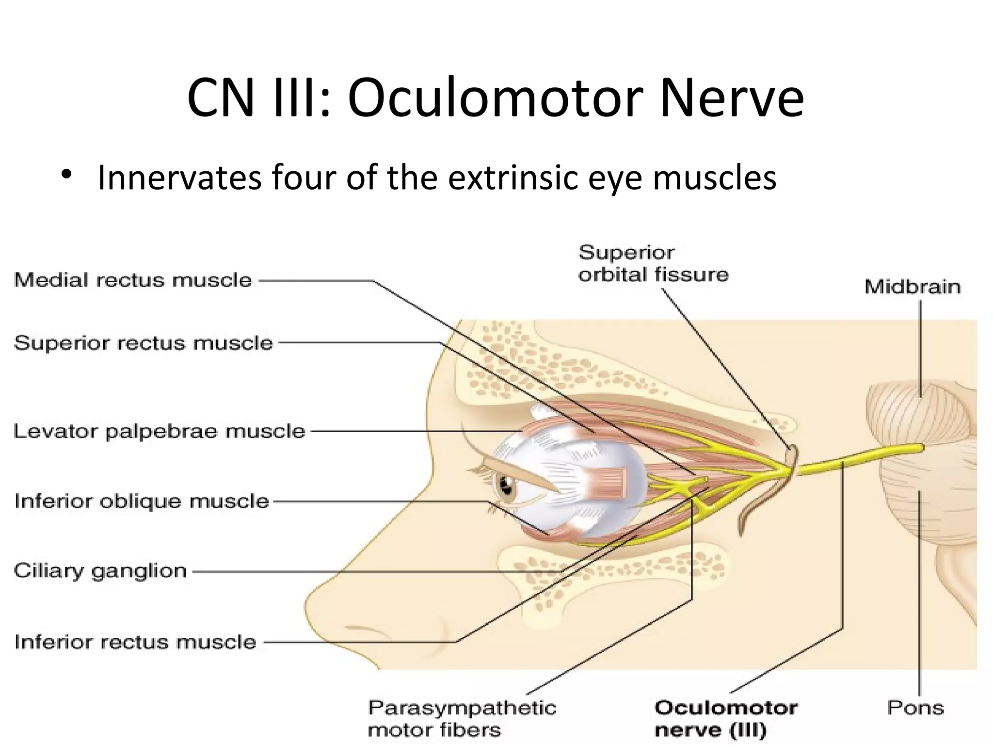 CN III: Oculomotor Nerve
• Innervates four of the extrinsic eye muscles
 