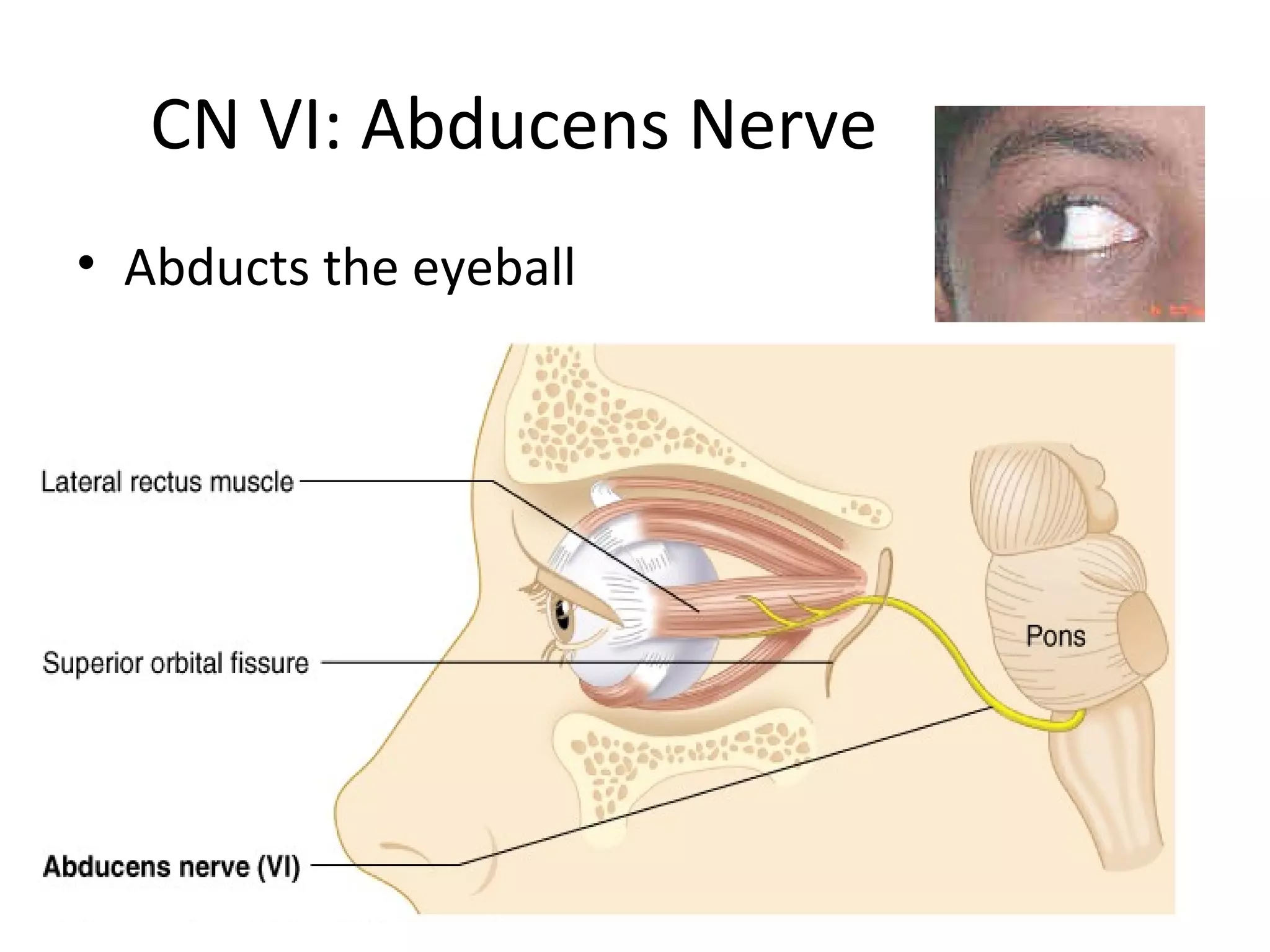 CN VI: Abducens Nerve
• Abducts the eyeball
 