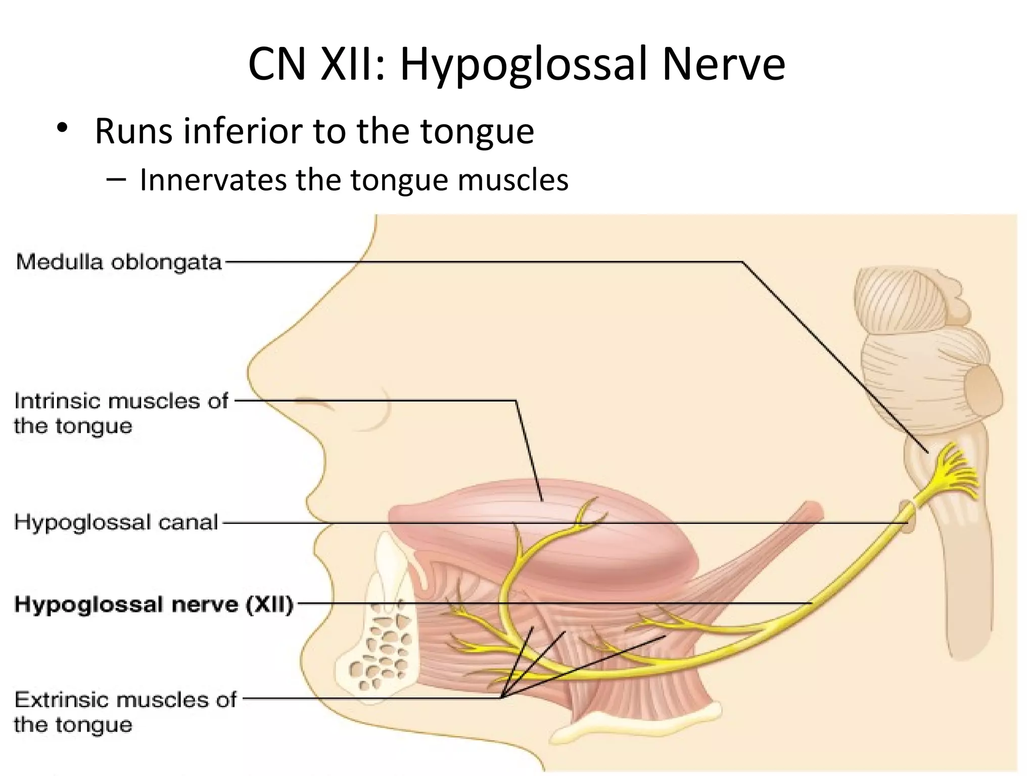 CN XII: Hypoglossal Nerve
• Runs inferior to the tongue
– Innervates the tongue muscles
 