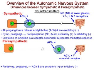 Sympathetic Reeptor ANS (SYMPATHETIC and PARASYMPATHETIC) | PPT