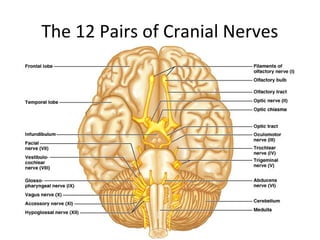 The 12 Pairs of Cranial Nerves
 