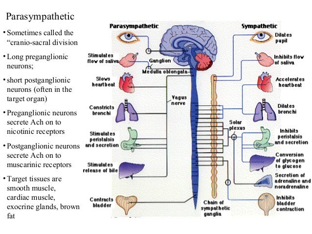 Sympathetic Vs Parasympathetic Nervous System Chart