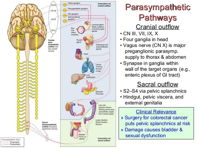 ANS (SYMPATHETIC and PARASYMPATHETIC)