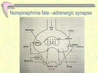 Norepinephrine fate –adrenergic synapse
 