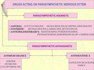 DRUGS ACTING ON PARASYMPATHETIC NERVOUS SYTEM
PARASYMPATHETIC ANTAGONISTS
PARASYMPATHETIC AGONISTS
1.NATURAL – ACETYLCHOLINE, MUSCURINE,PILOCARPINE,ARECHOLINE
2.SYNTHETIC- METHACHOLINE,CARBACHOL,BETHANECOL
3.ANTICHOLINESTERASE’S- NEOSTIGMINE,PYRIDOSTIGMINE,
PHYSOSTIGMINE,EDROPHONIUM,OP- COMPOUNDS
ATROPIE
HYOSCINE
GYCOPYRROLATE
GANGLION BLOCKERS
NMB’S
ANTIMUSCURANICS ANTINICOTINIC S
 