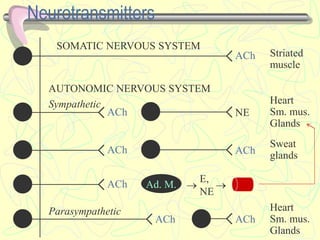 Neurotransmitters
ACh ACh
Sweat
glands
Striated
muscle
ACh
SOMATIC NERVOUS SYSTEM
Heart
Sm. mus.
Glands
ACh ACh
Parasympathetic
ACh
E,
NE
Ad. M.  
Heart
Sm. mus.
Glands
ACh NE
AUTONOMIC NERVOUS SYSTEM
Sympathetic
 