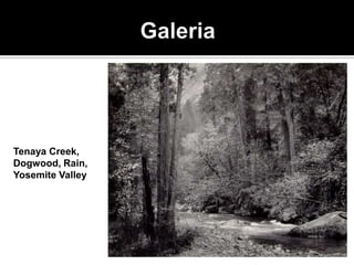 Tenaya Creek,
Dogwood, Rain,
Yosemite Valley
 