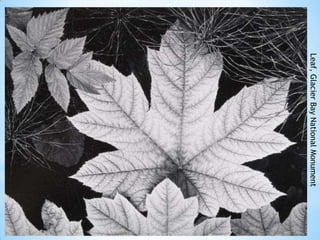 Leaf, Glacier Bay National Monument

 