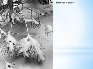 Branches in Snow

 