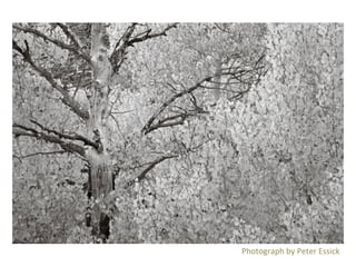 Photograph	
  by	
  Peter	
  Essick	
  

 