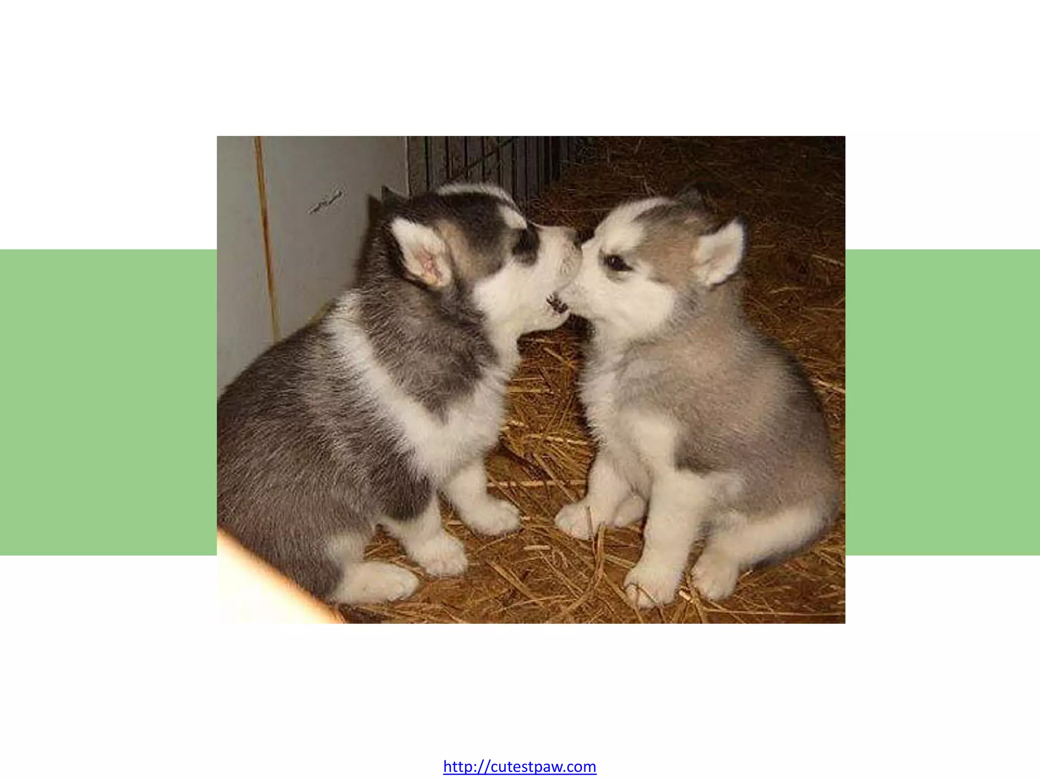 http://cutestpaw.com

 