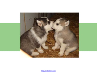 http://cutestpaw.com

 